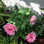 Marlene Walsh - @marlene.walsh.7906 - Instagram