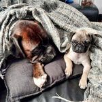 Marlene Walsh - @aus_boxer.aus_pug - Instagram
