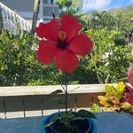 Marlene Wells - @malina3431 - Instagram