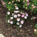 Marlene Whitfield - Facebook