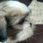 Marley Alexander - @marley_shihtzu_1 - Instagram