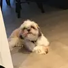 Marley the beast - @marleyalexander57 - TikTok