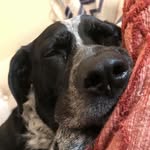 Marley Bean - @marleybeanthedog - Instagram