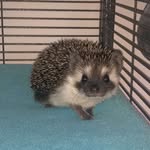 Marley Bean - @lilmarleybean - Instagram