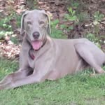 Marley Bean - @marleyb_weim - Instagram