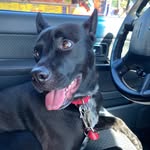 Marley Bean 🐾 - @marley_bean17 - Instagram