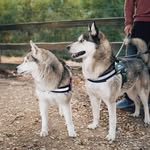 Marley Bean & Norm - @marleyandnorm - Instagram