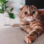 Marley Butterbean - @marleybean.thefold - Instagram