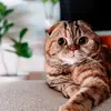 Marley Butterbean - @marleybean.thefold - TikTok