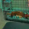 Marley - @marley.bean - TikTok
