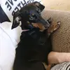 MarleyB_thegoodestgirl - @marleybean_beanieweenie - TikTok