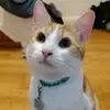 MarleyBean - @gimmobean - TikTok