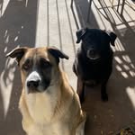 marley&bean - @bean_marley_ - Instagram
