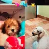 marleybeanandmaxrow - @marleybeanandmaxrow - TikTok