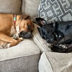 Remi Lee, Marley Joe and Chloe Bean Singleton - @_dontpokethebear2_ - Instagram
