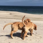 marley & cooper - @goldenlab_twins - Instagram