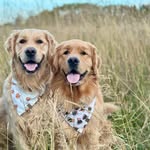 Marley & Cooper - @marley_cooper.goldenretriever - Instagram