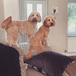 Marley & Cooper - @marley_marsbar17 - Instagram