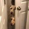 Marley & Cooper - @marleyandcoop - TikTok