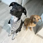 Marley and Cooper🐶 - @marley_and_coopers_adventures - Instagram