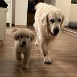Marley and Cooper - @blendodogs - Instagram