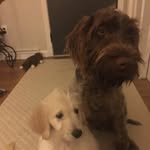 Marley &Cooper - @marleycooper7 - Instagram