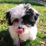 marley cooper - @marleymoocooper - Instagram