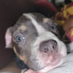 Marley Cooper - @marley_littlegirldog - Instagram