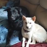 Marley, Ripley, & Cooper - @fuzzy.pawsinc - Instagram