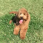 Marley Crouch - @marleydagoldendoodle - Instagram