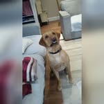 Marley Elliott - @_marleyxdog_ - Instagram