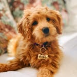 Marley Elliott 🐾 - @keepingupwithmarlington - Instagram