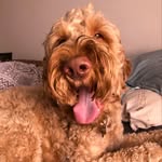 Marley Elliott 🐾🧡 - @thatdoodiemarles - Instagram