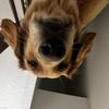 Marley & Tucker’s TikTok - @marleymartinez_21 - TikTok