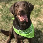 Marley McLaughlin - @marley.the.chocolate.lab - Instagram