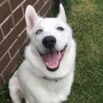 Marley Nelson - @marley.the.blue.eyed.husky - Instagram