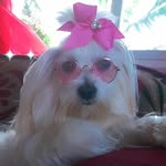 marley Ortega V. - @marley_labichonmaltes - Instagram