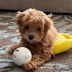 Marley Simpson - @fluffypup2020 - Instagram