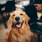 marleythedog - @marleysimpson__ - Instagram