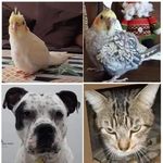 Coterapeutas @zooterapiauerj Bem, Life, Marley e Stark - @coterap_bem_life_marley_stark - Instagram
