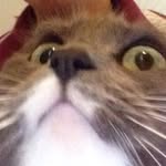Marley Swanson - @marleykitty123 - Instagram