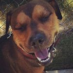 Marley_thepit.🐾 - @marley_torres - Instagram