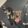 Marley Ward - @jazzyspetlife - TikTok