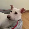 Marley - @marley_white_wolf - TikTok