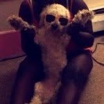 Marley White - @marleythemaltipoo - Instagram