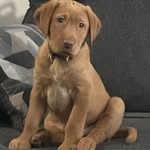 @marlin_foxredlabrador - Instagram