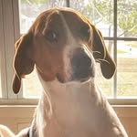Marlin the Foxhound - @marlinthefoxhound - Instagram