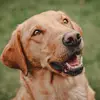 marlinfoxredlabrador - @marlinfoxredlabrador - TikTok