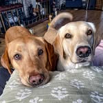 Marly and Misha - @marlin_the_fox_red_labrador - Instagram