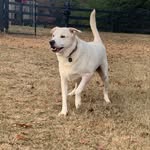 Marlin James Gray - @_marlintherescue - Instagram
